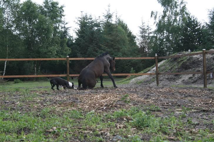 Dansk Varmblod Louciano SOLGT - Lige rullet sig, Tyson er lige lidt nysgerrig :P billede 9