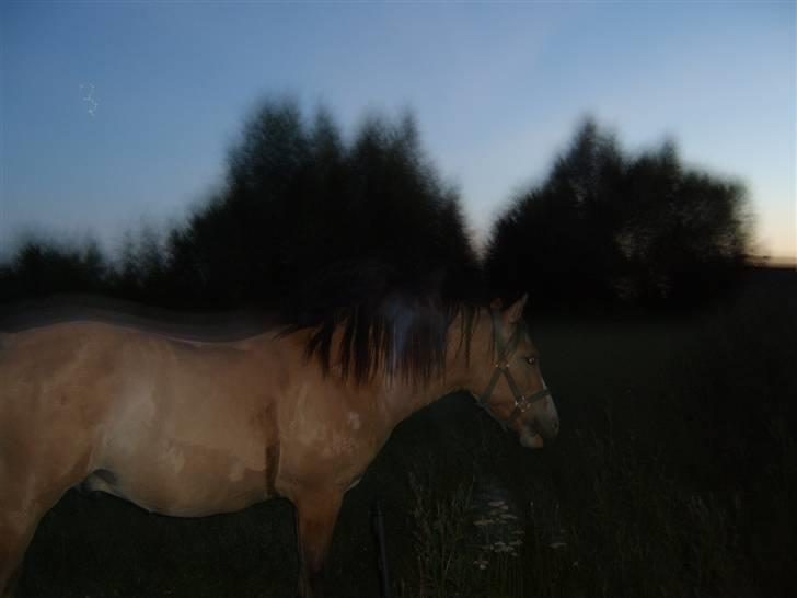 DSP snekkerups Blis (james) - James :: By night . billede 4