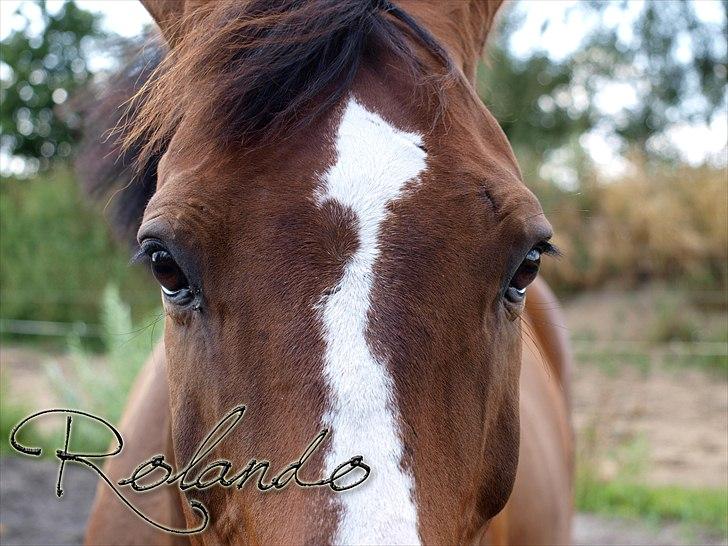 Dansk Varmblod Spanagers Rolando - SOLGT [Himmelhest] - Nærbillede     (Fotograf: P.N.P/Mig ) billede 10