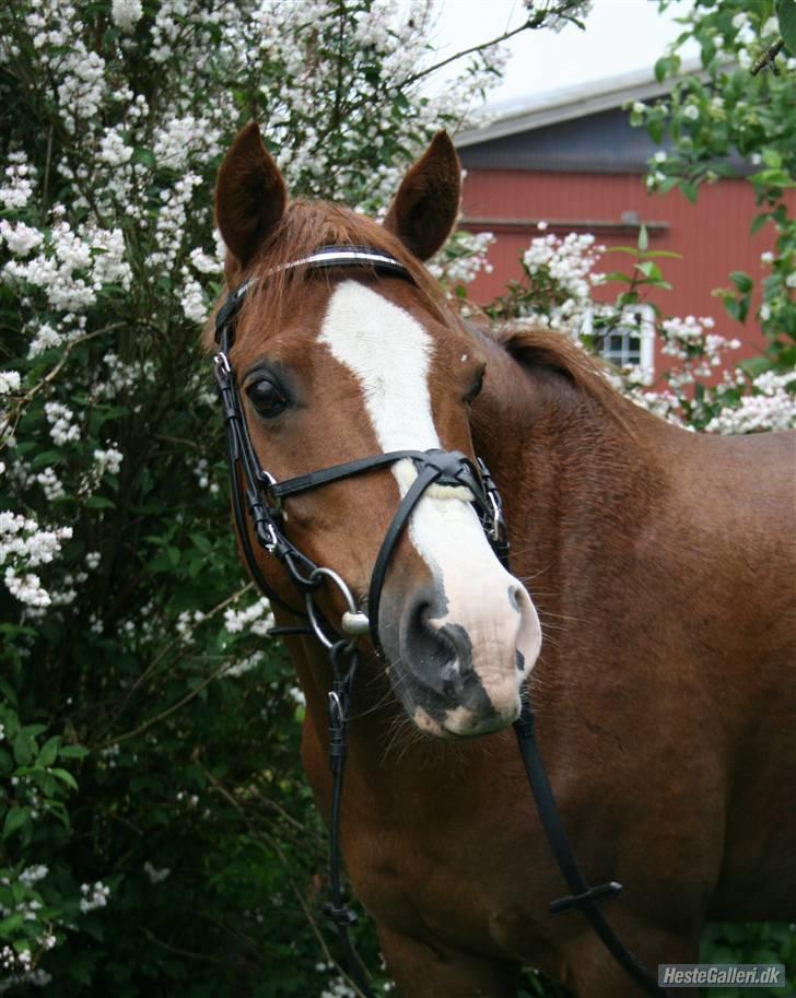 Anden særlig race Dinky-Boy solgt /; - dinky <3 (;  Foto: Anna Skov Sørensen <3  billede 10