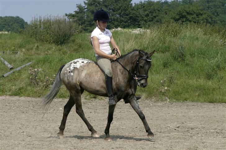 Amerikansk Pony Springer Smokey SOLGT !! - lidt dressur kan springponyen <33 ILU billede 15