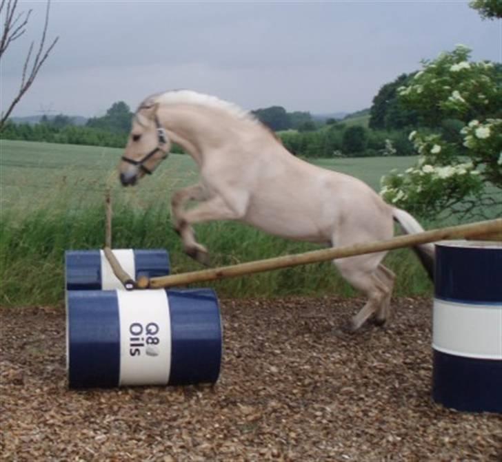 Fjordhest Tøsen billede 19