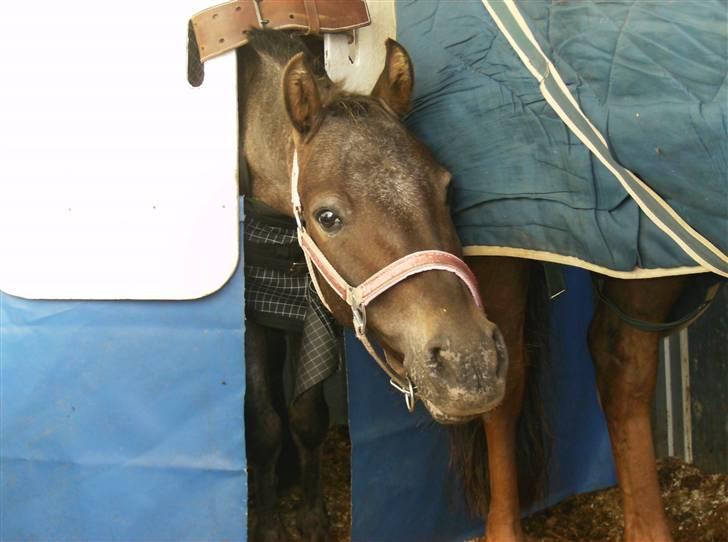 Amerikansk Pony Springer Smokey SOLGT !! - 5)   hvornår skal jeg ud..hehe i traileren billede 17