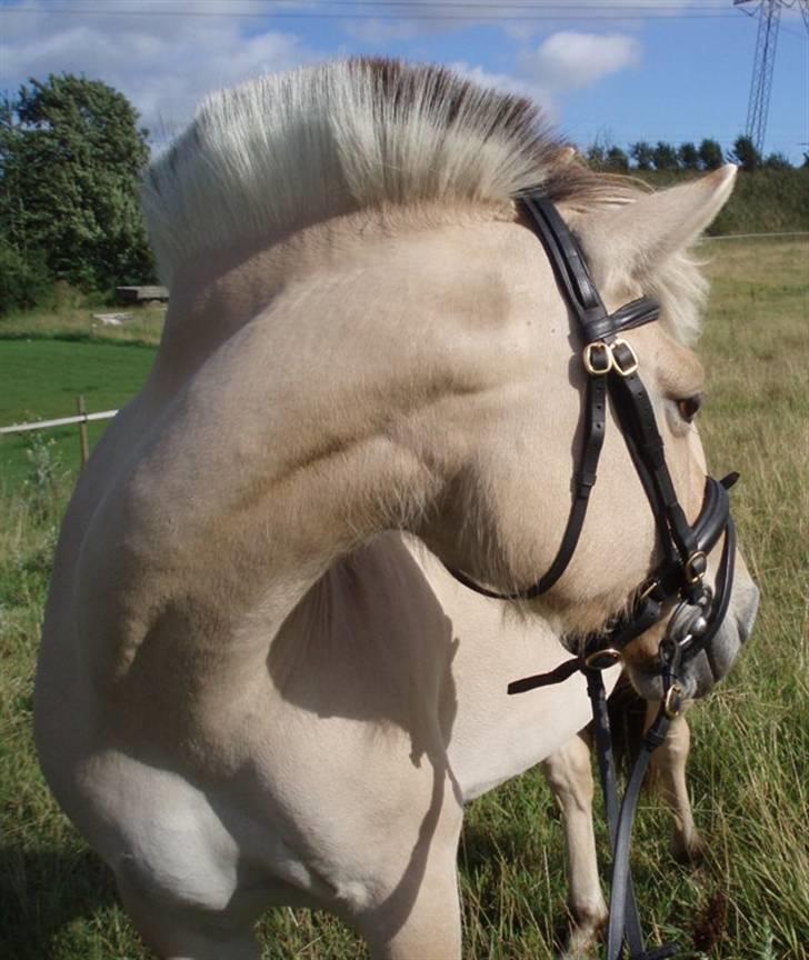 Fjordhest Tøsen billede 20