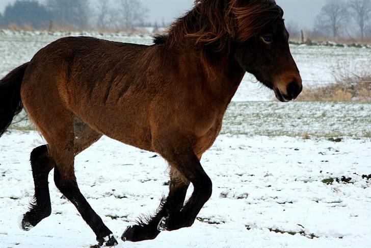 Islænder Dúna fra Odal <3 - Flyvedyret :) <3 billede 7