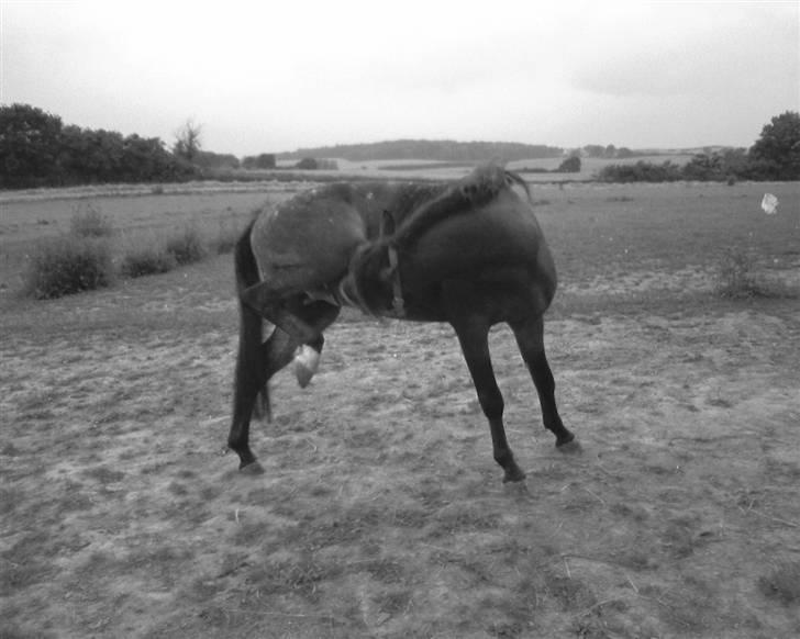 DSP Satisfaction "Solgt" - han er ikke bare nuttet ? xD billede 2