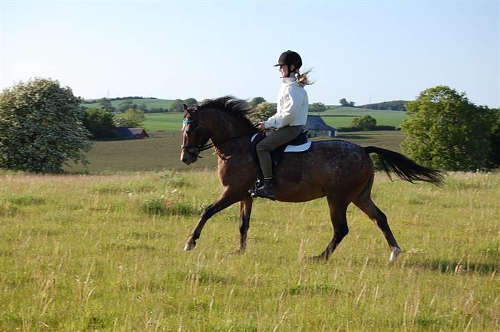 DSP Satisfaction "Solgt" - Sådan ser han ud nu. billede 3