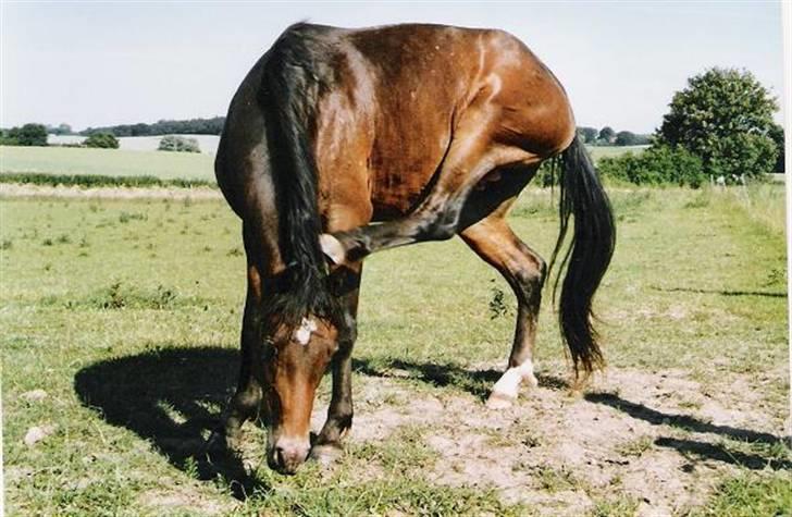 DSP Satisfaction "Solgt" - et par måneder efter vi fik ham billede 4
