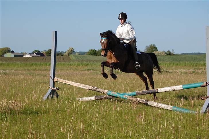 DSP Satisfaction "Solgt" - Når satti springer, springer han gerne højt over :D billede 5