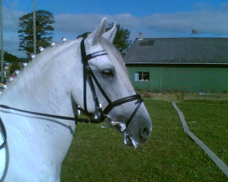 Anden særlig race Mr Rubin Hurricane Carter - Her kommer jeg billede 3