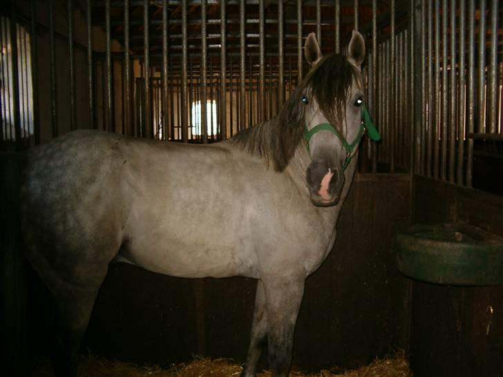 Anden særlig race Mr Rubin Hurricane Carter - Rubin da jeg lige havde købt ham RÅ og urørt, som 8 åri hingst billede 6