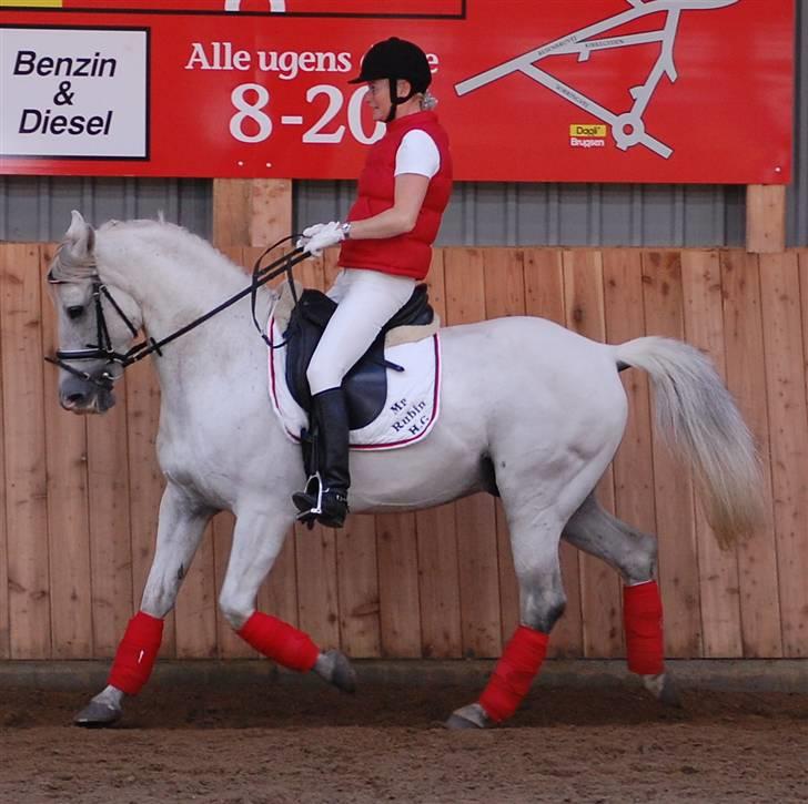 Anden særlig race Mr Rubin Hurricane Carter - Rubin i gang med opvarmning sep 2008 billede 8