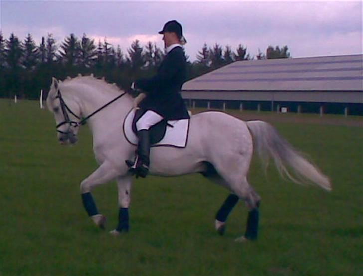 Anden særlig race Mr Rubin Hurricane Carter - Rubin billede 10