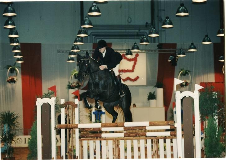 Dansk Varmblod Dia-bell damkær - Dia-Bell Damkær til 4-års championat HingsteKåring år 2000 i Herning billede 19