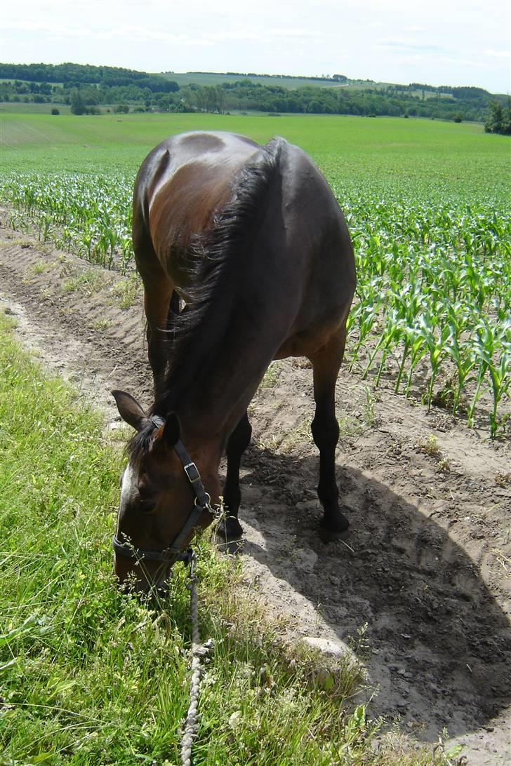 Anden særlig race unik - ude og gå tur billede 10