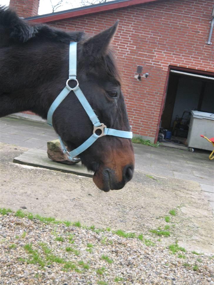 Traver hertug - min ny grime.. den er smuk billede 6