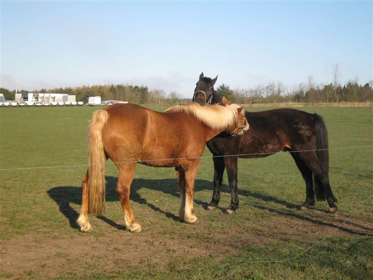 Traver hertug - mig og luna... hun er smuk jeg er ledt forelske.... ( jeg har jo Donna,, hun er død øv) billede 8