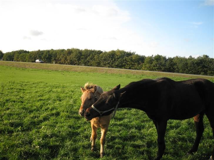Traver hertug - så skal jeg lige slosse med creamy billede 11