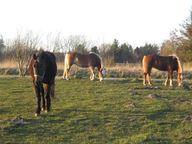 Traver hertug - det er dem jeg passer..( siger hertug).. men pernille passer kun mig...??? billede 12