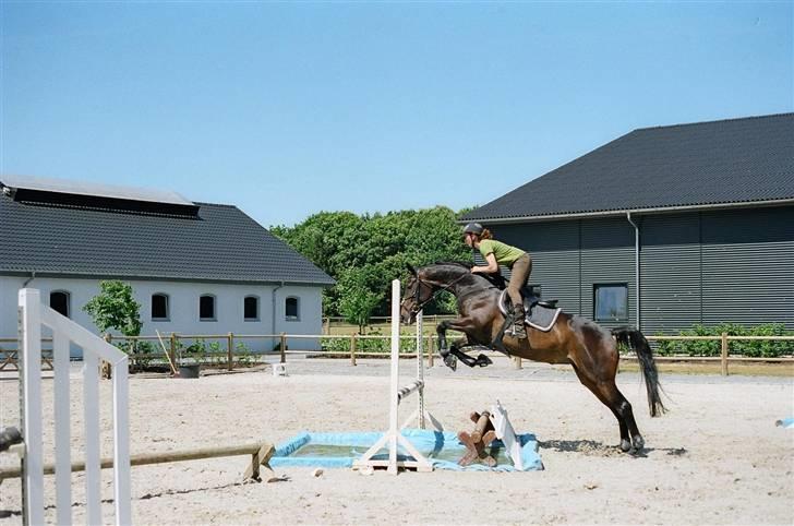 Dansk Varmblod Kløvers Luna billede 13