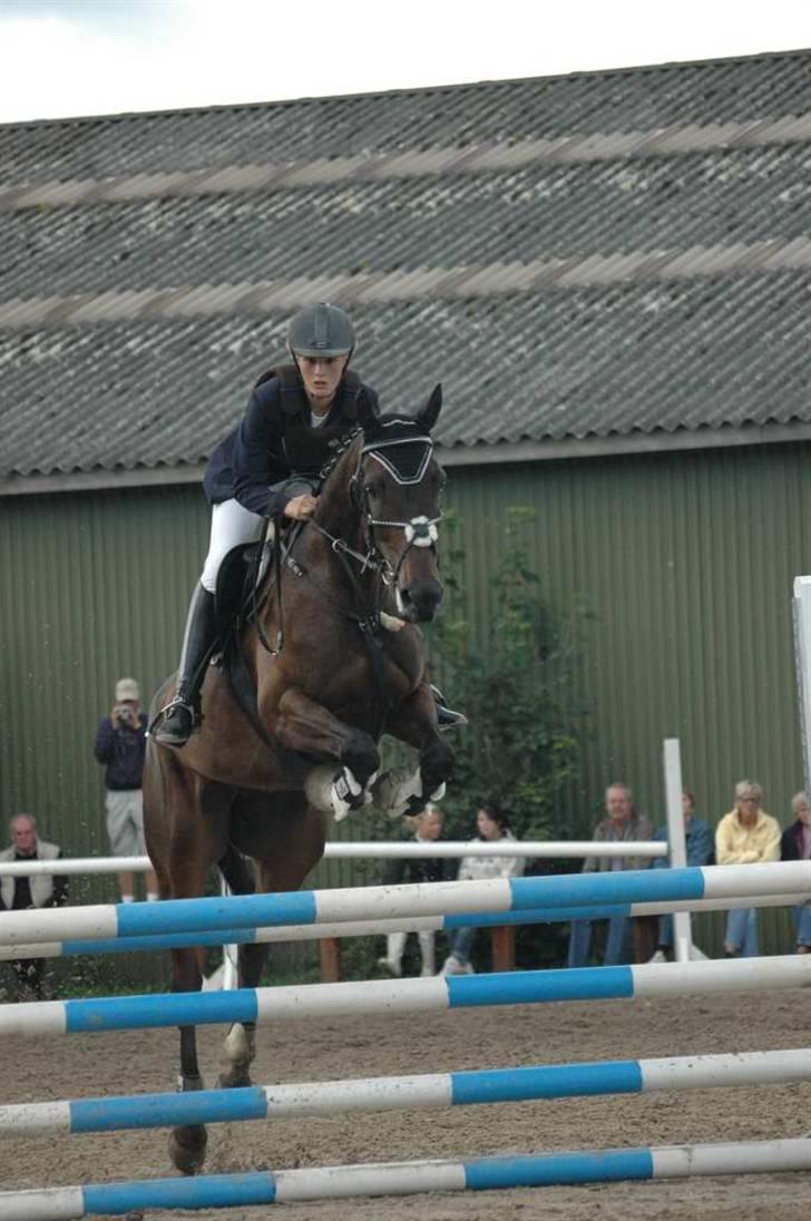 Dansk Varmblod Kløvers Luna billede 14