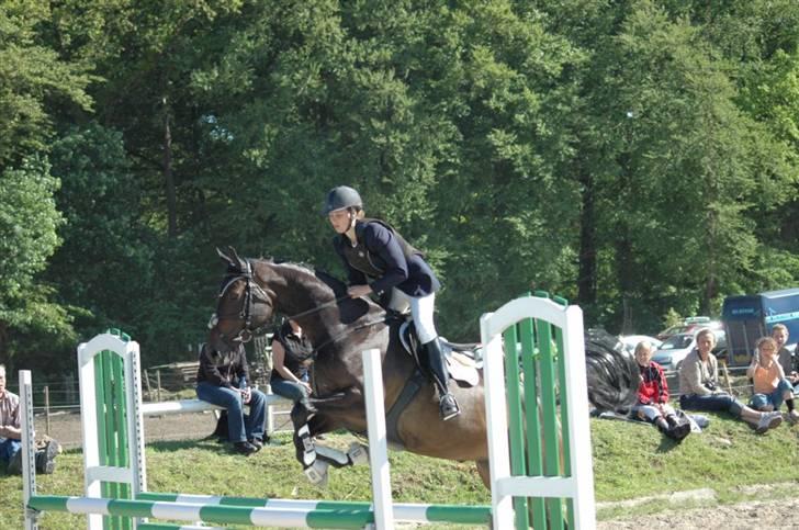 Dansk Varmblod Kløvers Luna billede 15