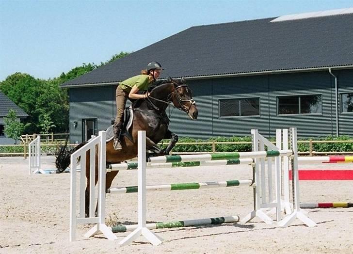 Dansk Varmblod Kløvers Luna billede 16