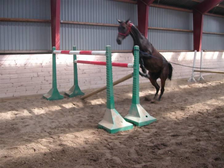 Dansk Varmblod Kløvers Luna - 170 ude at ramme! billede 17