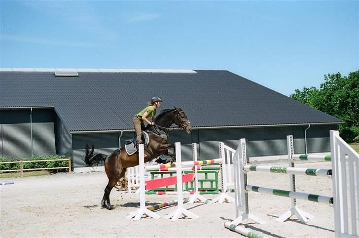 Dansk Varmblod Kløvers Luna billede 18