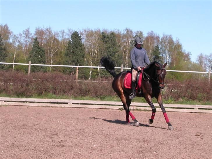 Dansk Varmblod Kløvers Luna billede 19