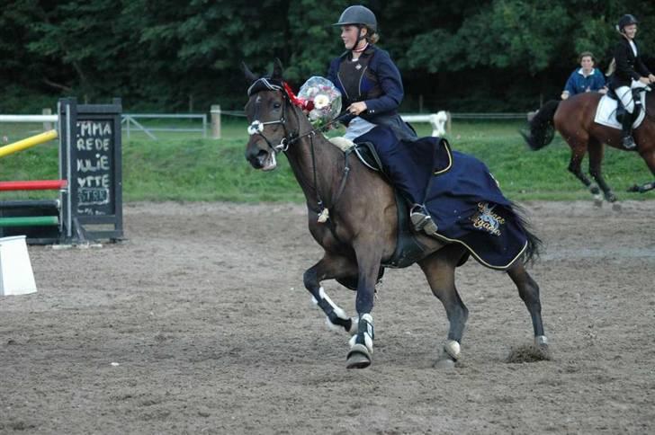 Dansk Varmblod Kløvers Luna billede 20