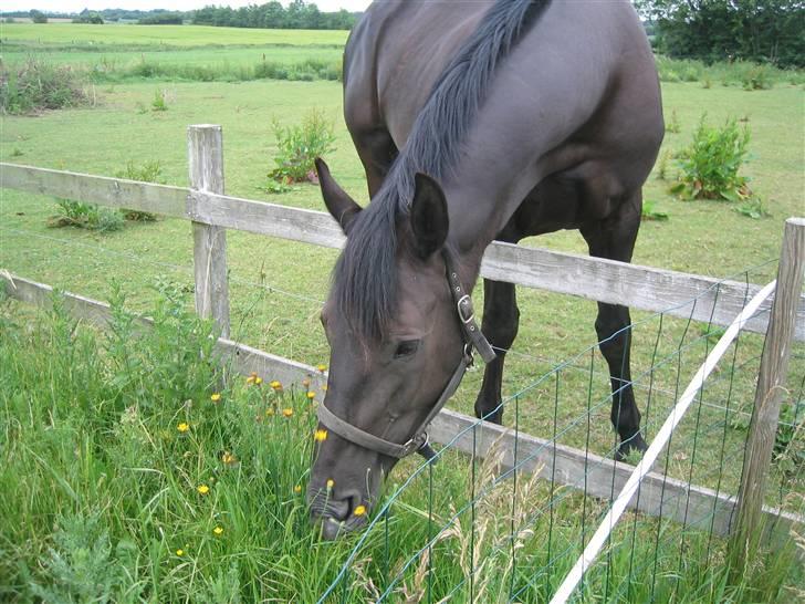 Oldenborg Starlight (solgt) RIP - Græsset er altid bedre på den anden side af hegnet... billede 8