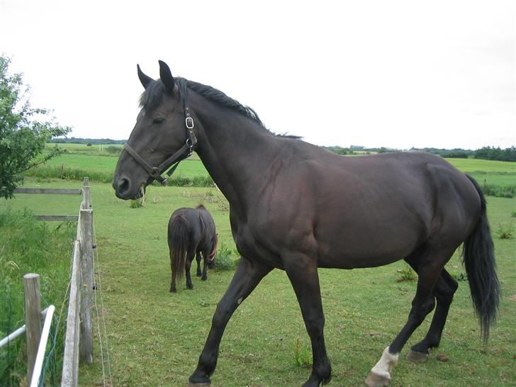 Oldenborg Starlight (solgt) RIP - Øv det gav et rap i mulen... billede 10