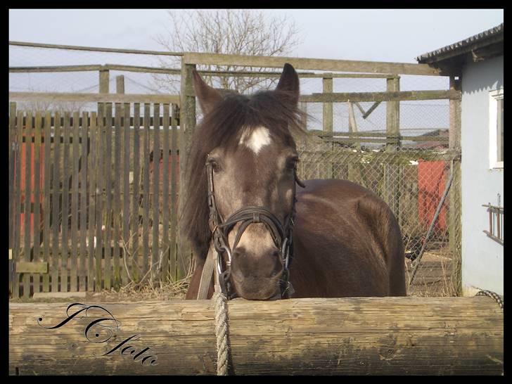 Anden særlig race Moonlight Skovly †R.I.P† billede 19