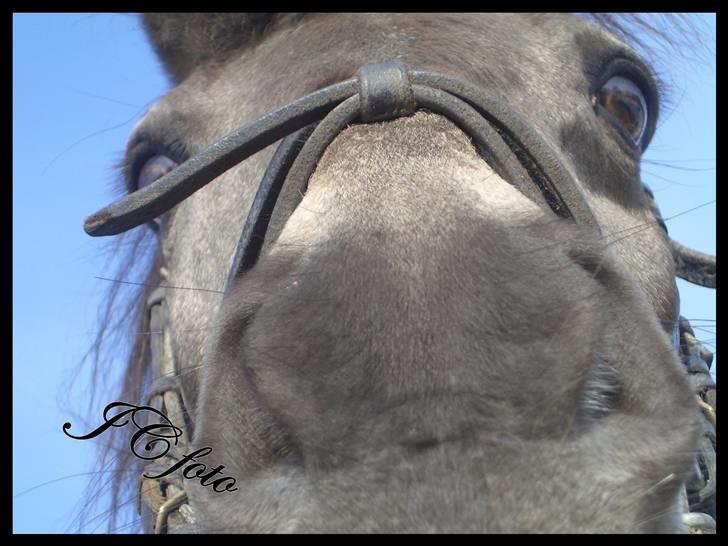 Anden særlig race Moonlight Skovly †R.I.P† billede 20