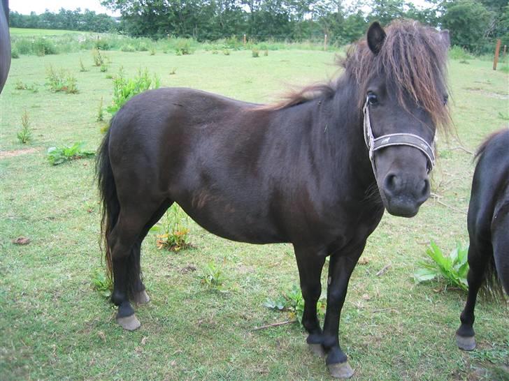 Shetlænder Hopla SOLGT - Jeg står altså ikke stille ret meget længere du kære fotograf billede 1