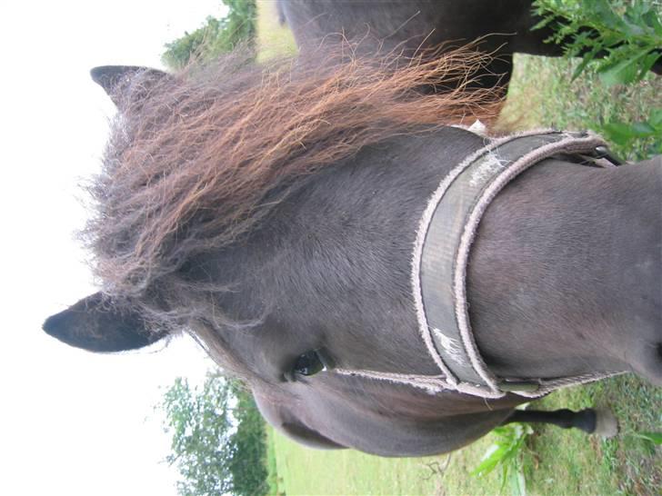 Shetlænder Hopla SOLGT - Hvad laver du med den maskine...lad mig lige smage på den billede 2