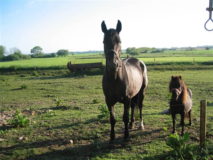 Shetlænder Hopla SOLGT - Mine foldkammerater billede 3