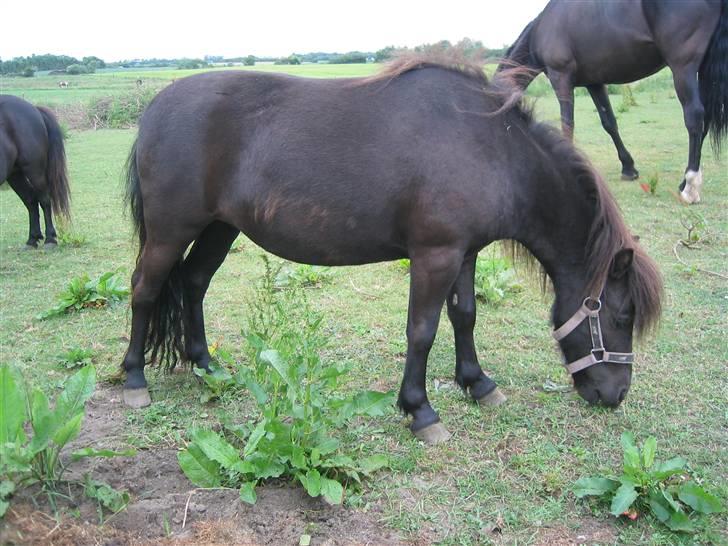Shetlænder Hopla SOLGT billede 4