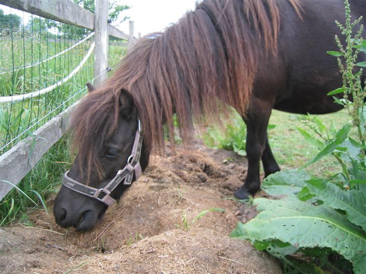Shetlænder Hopla SOLGT billede 5