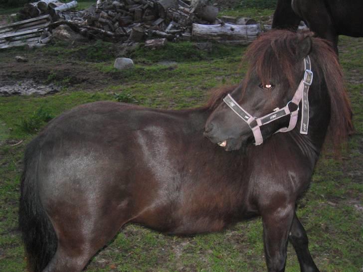 Shetlænder Hopla SOLGT billede 6