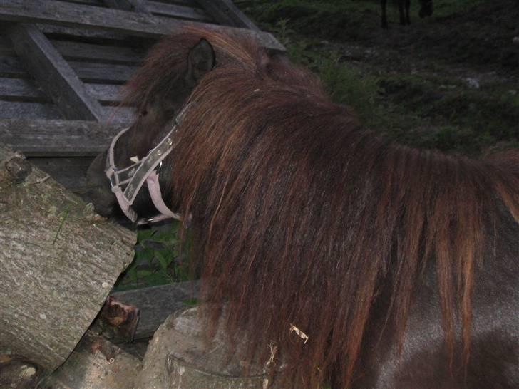 Shetlænder Hopla SOLGT billede 7