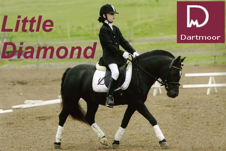 Dartmoor Little DiamondDrømmepony - Sarah og Little Diamond i søhøjlandets cup i Hinnerup billede 1