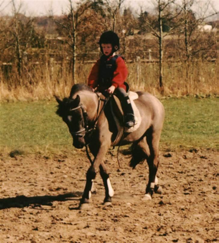 Dartmoor Little DiamondDrømmepony - lidt dressur skal der også til... sarah er 3 år billede 7