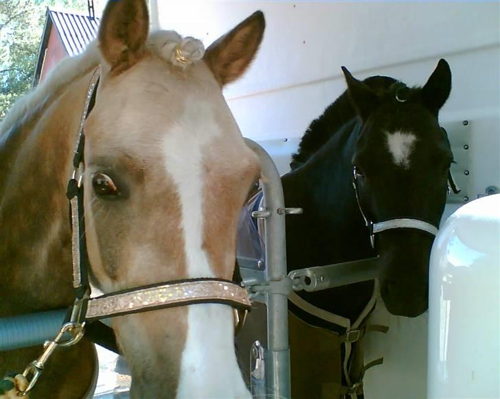 Dartmoor Little DiamondDrømmepony - så er vi klar til at køre til stævne... Little og hans ven Golden billede 10