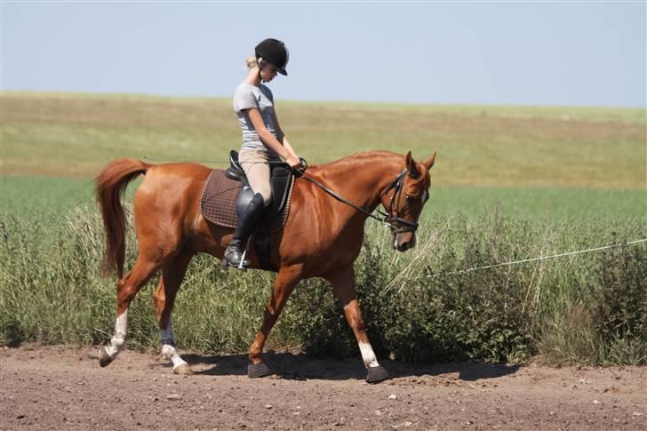 Hollandsk Sportspony Patrick(Nandor) *RIP* :,( - Sps 2008 ! Kigger ned :S Dårlig vane.. &´ tusind tak gitte :* <´33 billede 11