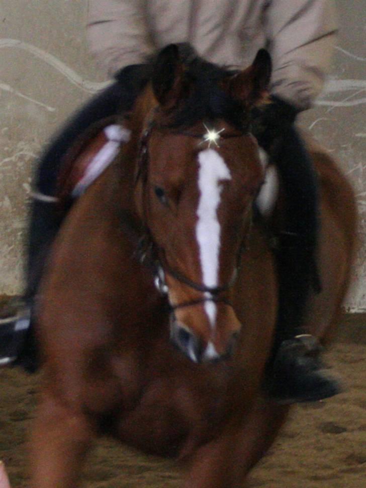 Dansk Varmblod Thybos Ravel - Mikset bilde <3 billede 1