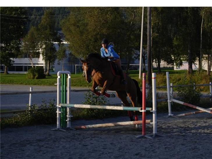 Dansk Varmblod Thybos Ravel - det begynner å se bedre ut. han overhopper ikke like mye billede 5