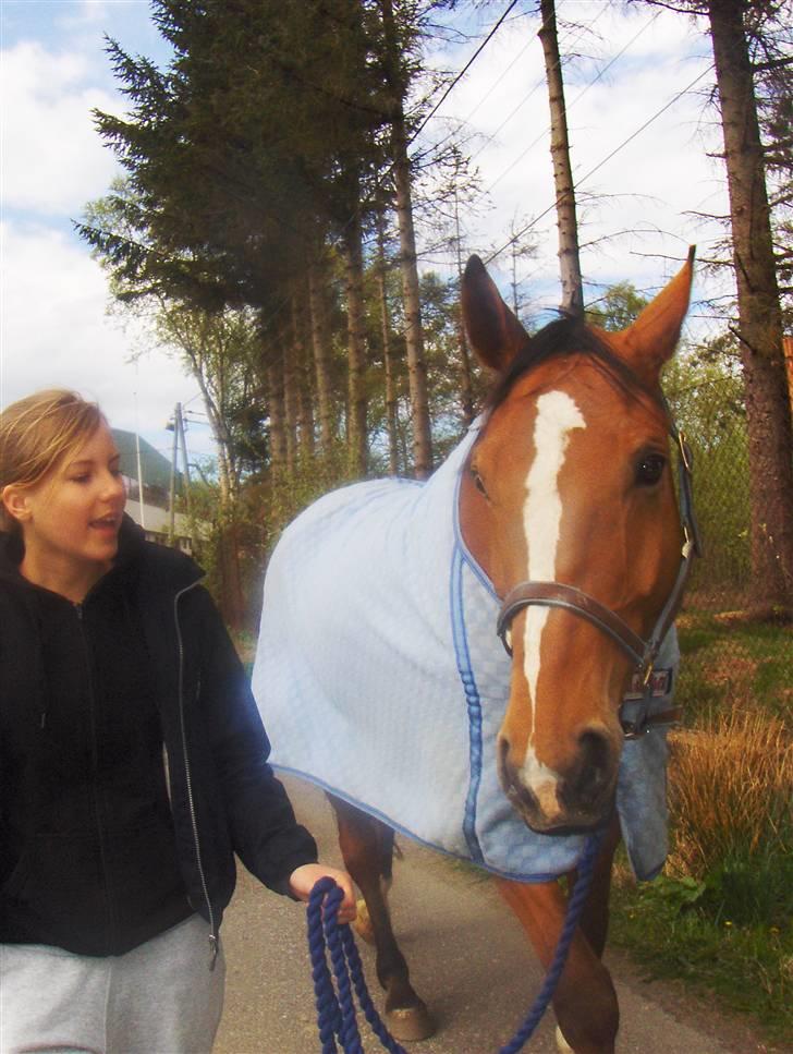 Dansk Varmblod Thybos Ravel - ravel og helene billede 6