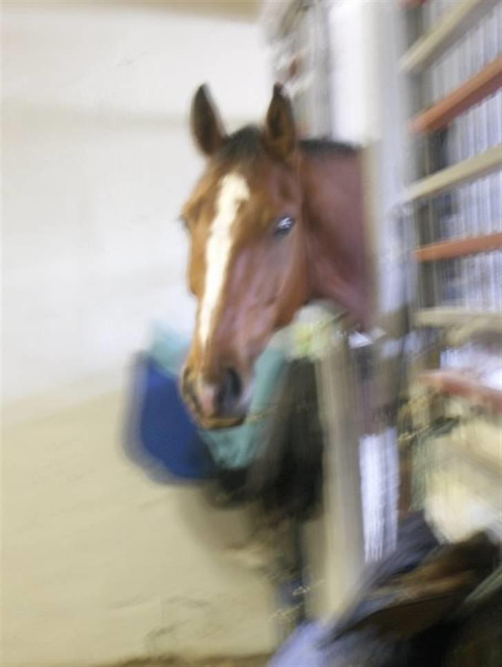 Dansk Varmblod Thybos Ravel - Det ble så kul effekt i bildet billede 7